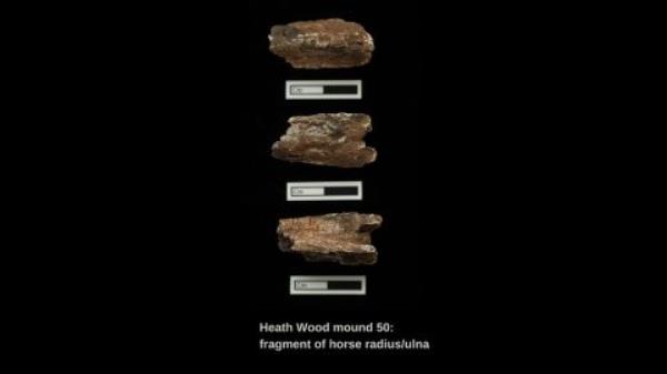 Horse bo<em></em>nes found at Heath Wood had Scandinavian origins.