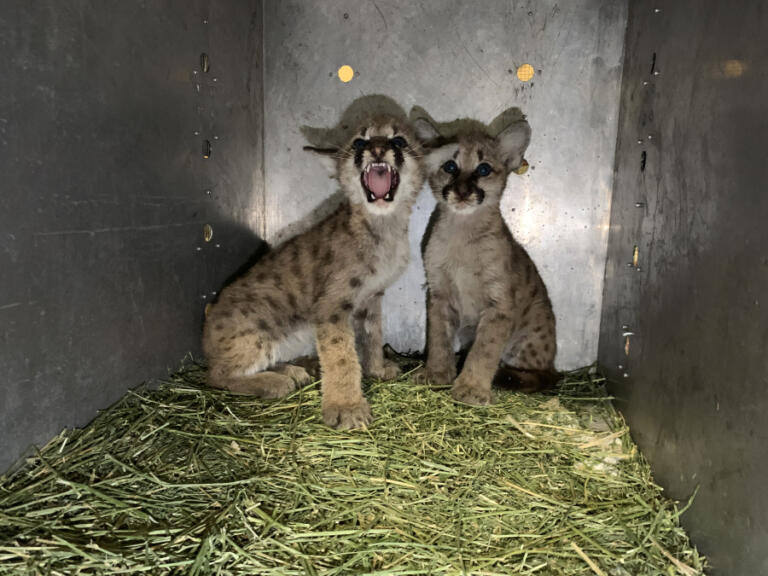 Wildlife doesn't come much cuter -- or scarier -- than these baby cougars, which were trapped in a residential area of Klickitat County.