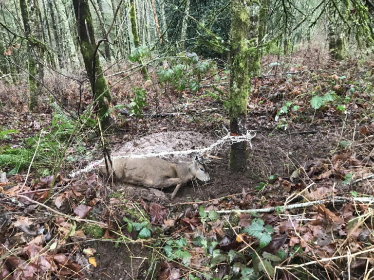 This deer got its antlers tangled in electric fencing at night in Washougal. It had 150 feet of fencing trailing behind it when Washington Department of Fish and Wildlife co<em></em>nflict specialist Todd Jacobsen found it in nearby woods. "The poor deer spent the night trying to free himself," Jacobsen said. He darted the deer and freed it from the fencing.