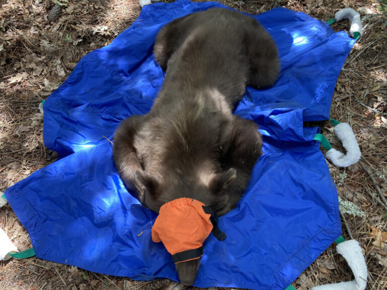 This snoring bear was getting into garbage cans around White Salmon last summer. Washington Department of Fish and Wildlife co<em></em>nflict specialist Todd Jacobsen darted it, fitted it with a blindfold and moved it o<em></em>nto this "carry tarp" for transportation into a trap and then far away.