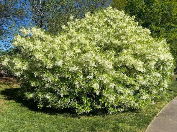 Reader Joseph Williams’ favorite tree in the Triangle is in Cary.