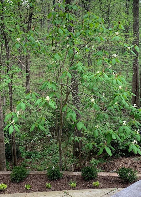 Reader Gretchen Moore’s favorite tree in the Triangle is in Cary.