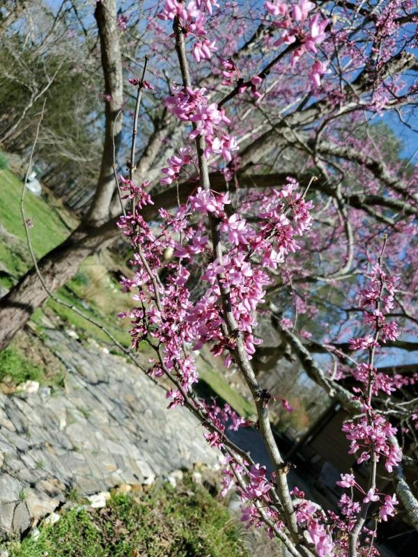 Reader Lucinda Thrall’s favorite tree in the Triangle is in Raleigh.