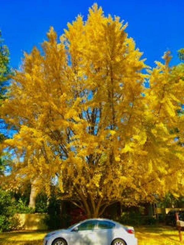 Cara Lewis’ favorite tree in the Triangle is in Dix Park.