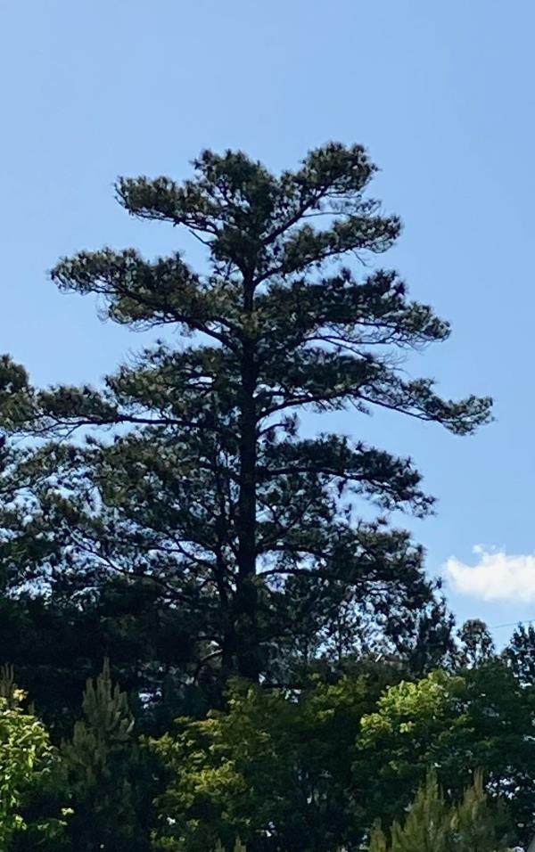 Reader Mo<em></em>nte Welch’s favorite tree in the Triangle is in Cary.