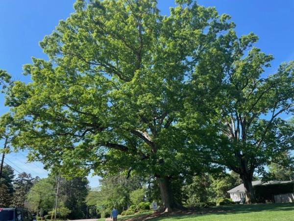 Reader Steve Swienckowski’s favorite tree in the Triangle is in Raleigh.