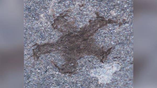 A fossilized starfish found at the site. 