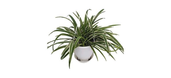 best Hirt's Gardens Reverse Variegated Spider Plant