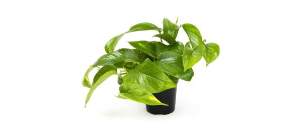 best Plants for Pets Golden Pothos House Plant