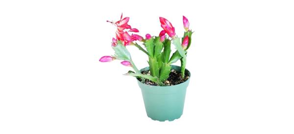 best best 9GreenBox Red Christmas Cactus Plant