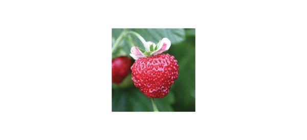 Strawberry Seeds