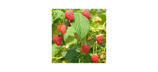 Raspberry seeds