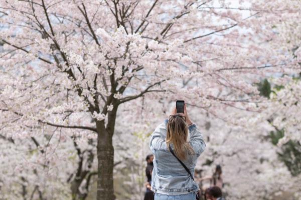 Young blo<em></em>nde woman taking pictures of cherry tree branches with white and pink flowers in full blossom. Selec<em></em>tive focus, blurred background, shallow depth of field. Space for copy. High Park, Toronto.