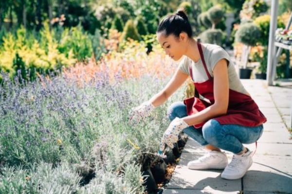 housewife taking care of plants and herbs at summer day.