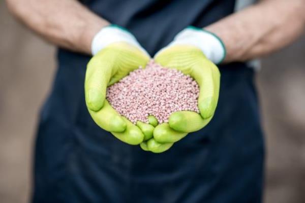 Farmer's hands in the green working gloves holding mineral fertilizers