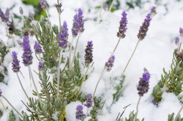 Lavender flowers under snow