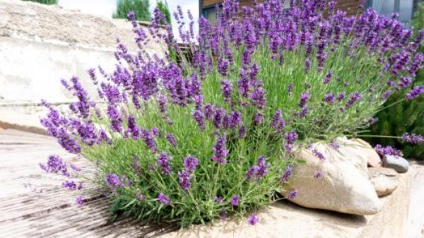 Lavender Bush