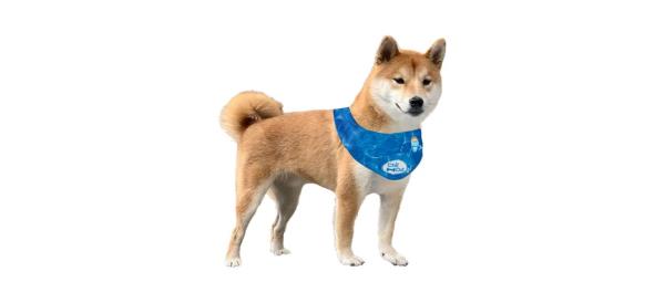 best All For Paws Chill Out Cooling Pet Bandana