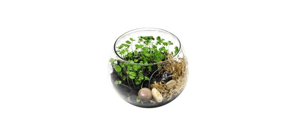 LaurelGreen Terrarium Kit