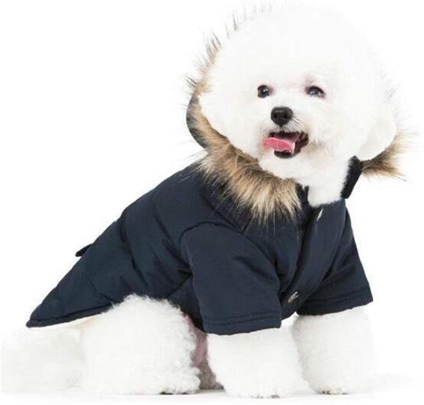 White dog wearing parka