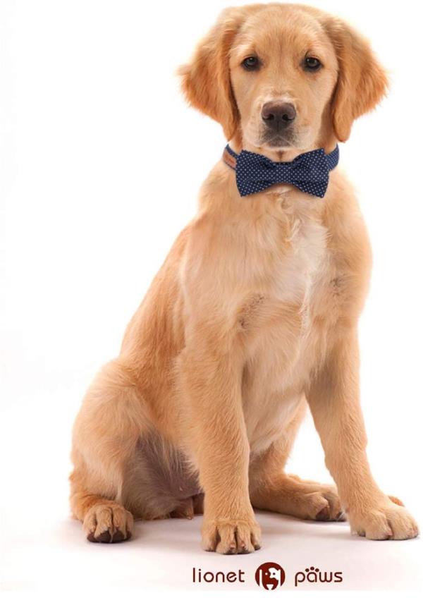 Golden retriever wearing bowtie