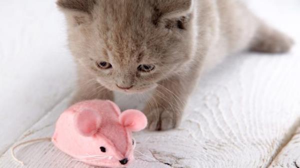 gray kitten with pink toy mouse